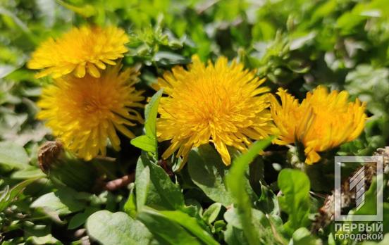 9 апреля в Кривом Роге утром немного потеплеет