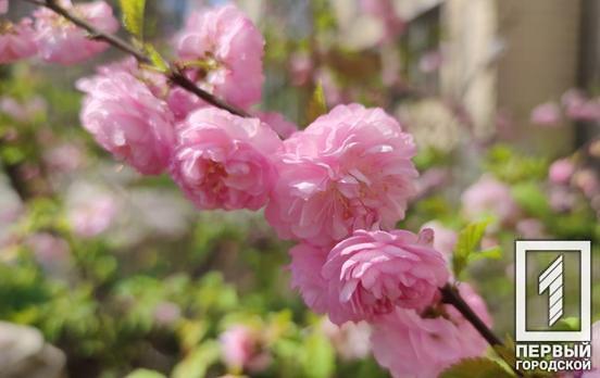 10 апреля в Кривом Роге возможен небольшой дождь