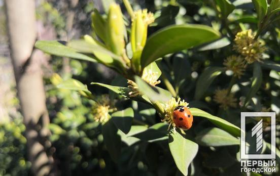 17 апреля в Кривом Роге будет тепло и ветрено