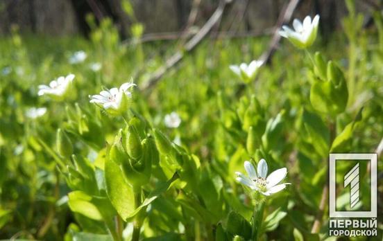 18 апреля в Кривом Роге будет ясно, но температура снизится