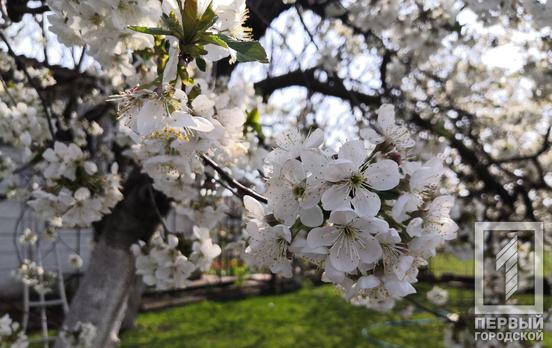 20 апреля в Кривом Роге будет ветреный день