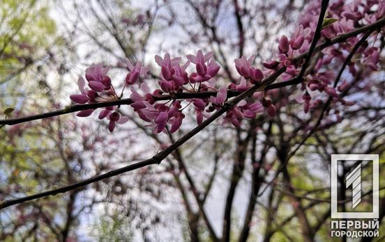 22 апреля в Кривом Роге будет облачно и свежо