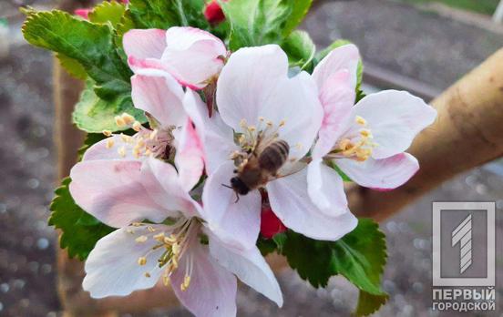 24 апреля в Кривом Роге местами возможен небольшой дождь