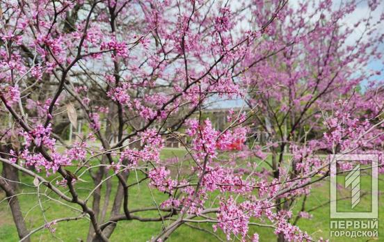 27 апреля в Кривом Роге будет прохладным