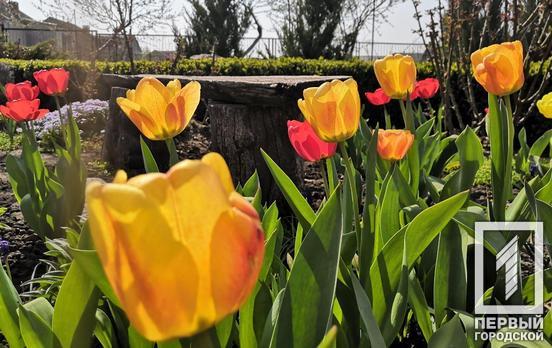 30 апреля в Кривом Роге будет солнечный день