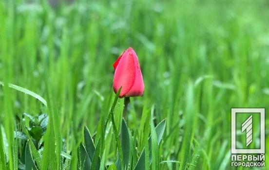 26 апреля в Кривой Рог придёт похолодание с дождями и шквальными ветрами