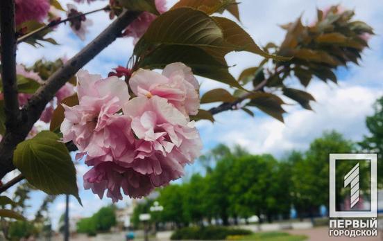 9 июля в Кривом Роге будет ясная погода