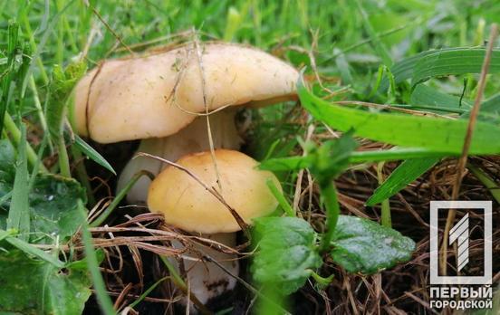 15 мая в Кривом Роге обещают дождь