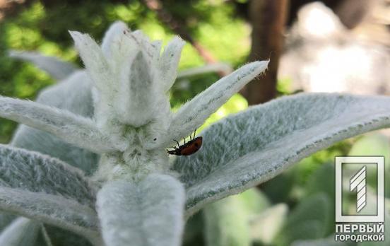 2 июня в Кривом Роге будет солнечный день