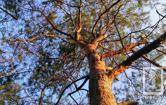 6 мая в Кривом Роге продолжатся дожди