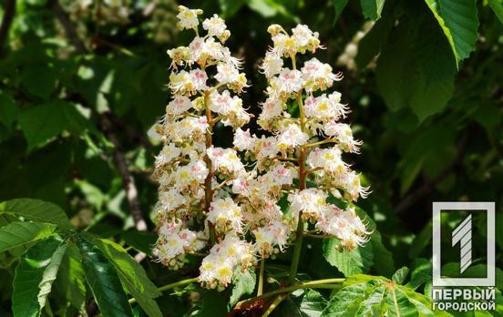 Днём 3 мая в Кривом Роге будет солнечно, а ночью возможен дождь
