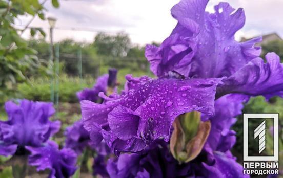 12 мая в Кривом Роге будет дождь