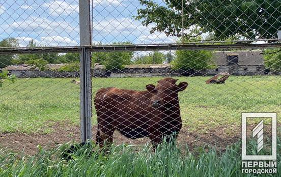 В Кривом Роге из открытого люка достали корову