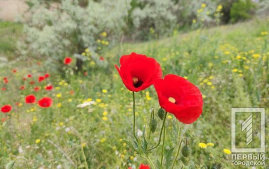 24 мая в Кривом Роге будет ветрено и пасмурно с прояснениями