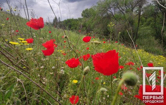 «Мак»: на Днепропетровщине стартовала операция по выявлению и уничтожению незаконных посевов конопли и мака