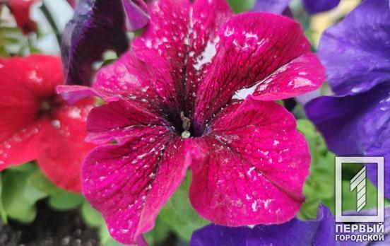 22 июня в Кривом Роге будет дождливый день