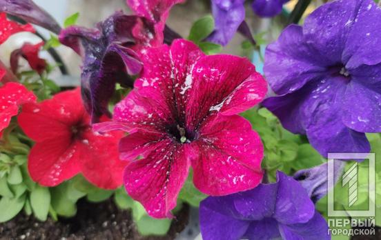 12 августа в Кривом Роге пройдёт кратковременный дождь