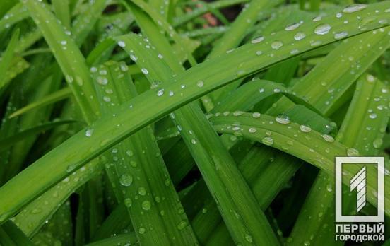 14 июля в Кривом Роге пойдёт дождь