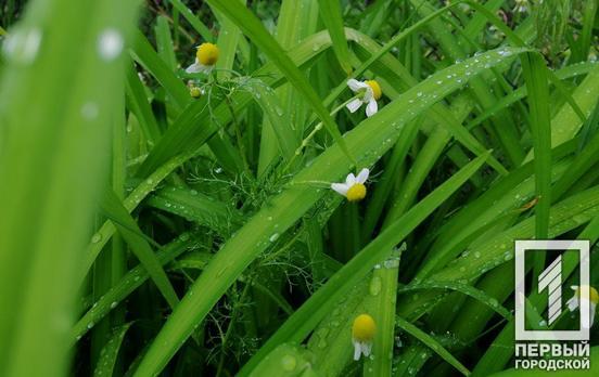 4 сентября в Кривом Роге будет дождь