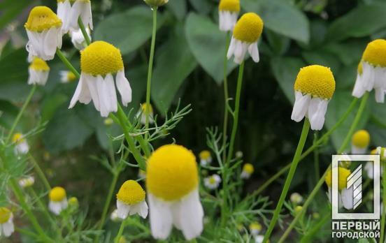 27 мая в Кривом Роге будет дождь