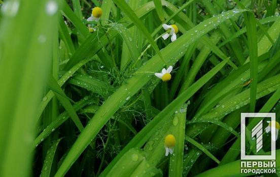 19 июня в Кривом Роге будет небольшой дождь