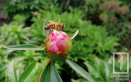 29 мая в Кривом Роге будет пасмурный день