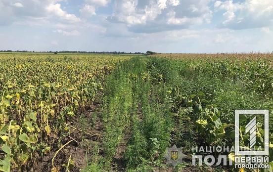 С начала лета правоохранители Днепропетровской области начнут операцию «Мак»