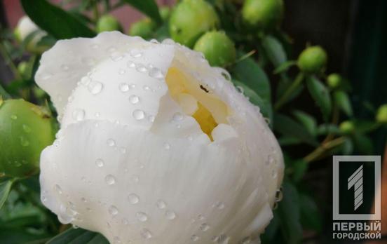 1 июня в Кривом Роге будет гроза