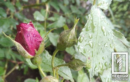 26 августа в Кривом Роге будет небольшой дождь