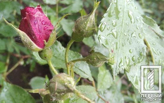 11 августа в Кривом Роге возможна гроза