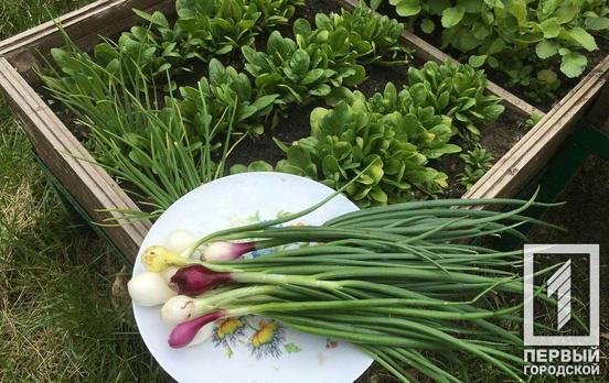 В Кривом Роге с «городского огорода» собрали первый урожай