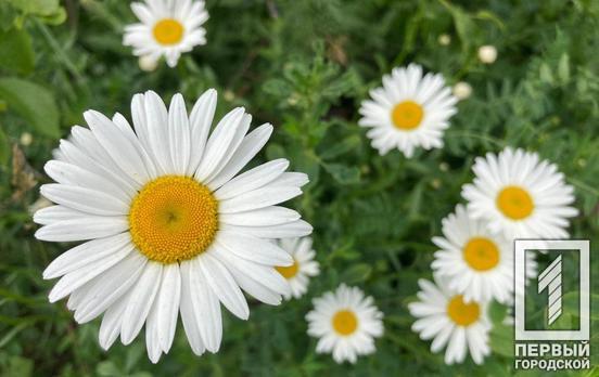 7 июня в Кривом Роге будет солнечный день