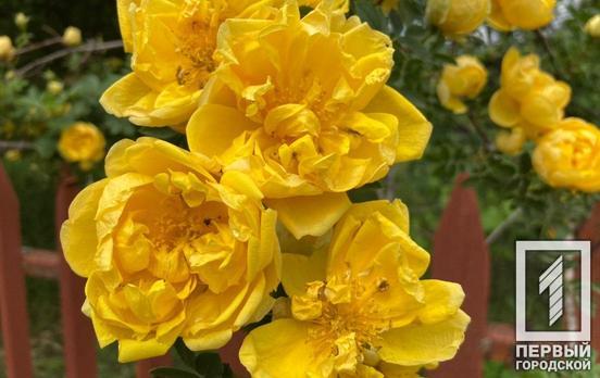 24 июня в Кривом Роге будет гроза