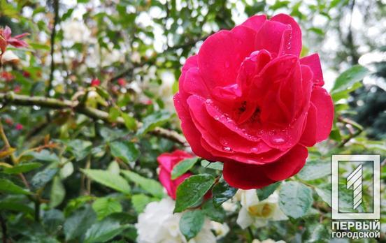 13 июля в Кривом Роге возможен дождь