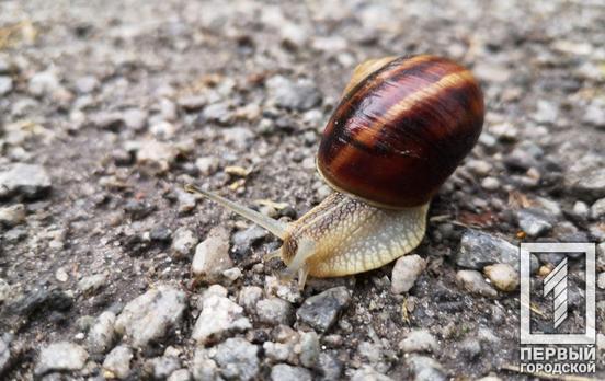 22 августа в Кривом Роге будет дождь