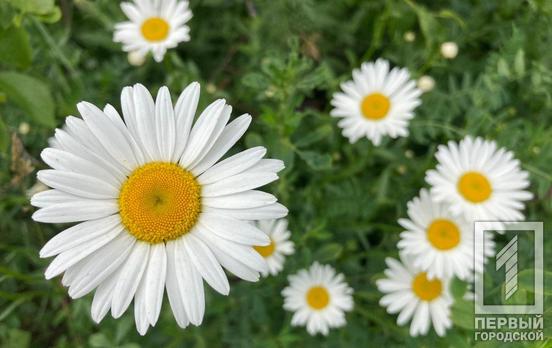 5 июня в Кривом Роге будет переменная облачность