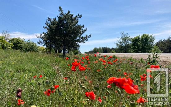 9 июня в Кривом Роге будет знойная жара