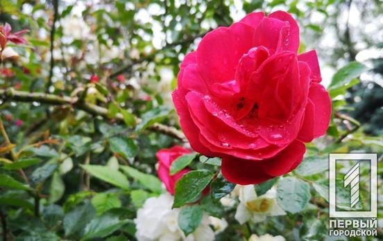 14 июня в Кривом Роге обещают дождь