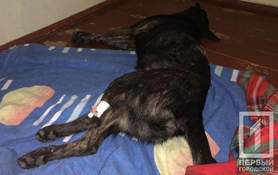 В Кривом Роге мужчина выстрелил в собаку