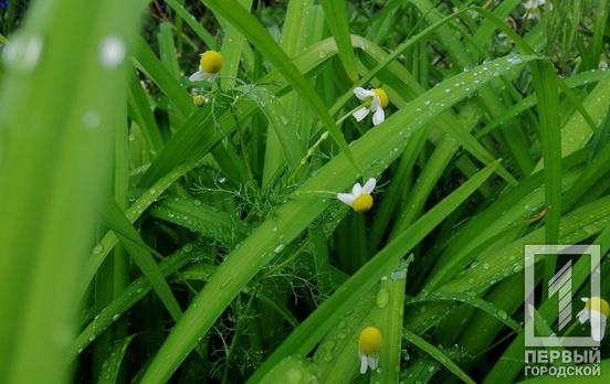 17 июня в Кривом Роге будет гроза