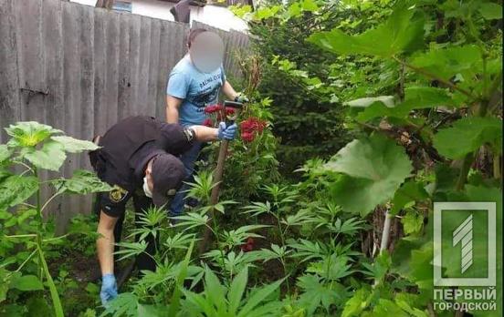 В Кривом Роге полицейские изъяли почти 700 кустов конопли у горожанина