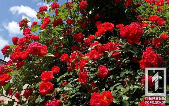 26 июня в Кривом Роге будет жаркий и солнечный день