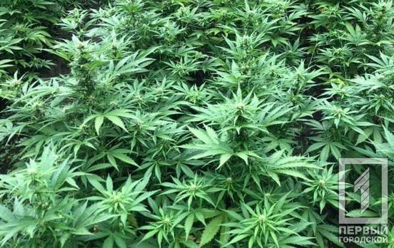 Под Кривым Рогом ликвидировали плантацию конопли