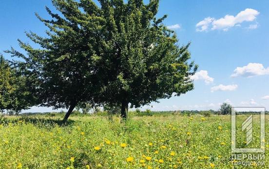 11 июля в Кривом Роге будет солнечный день