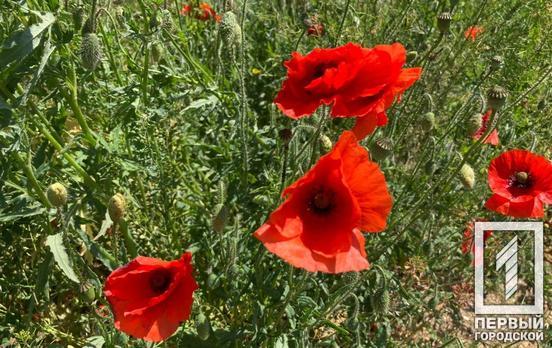 18 июля в Кривом Роге будет ясная погода