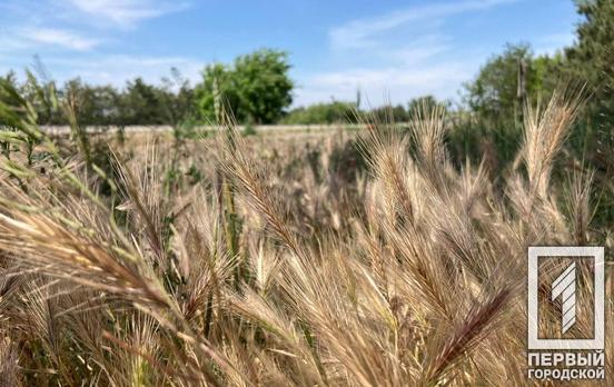 19 июля в Кривом Роге будет переменная облачность