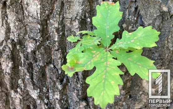 25 июля в Кривом Роге будет малооблачно