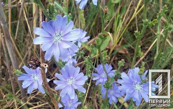 23 июля небо над Кривым Рогом затянет тучами