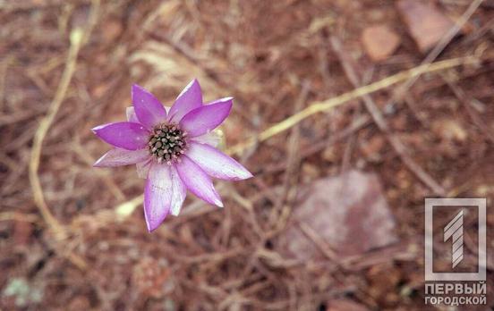 27 июля в Кривом Роге будет дождь