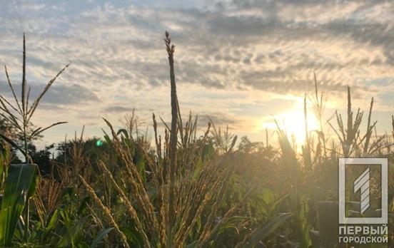 31 июля в Кривом Роге будет дождь